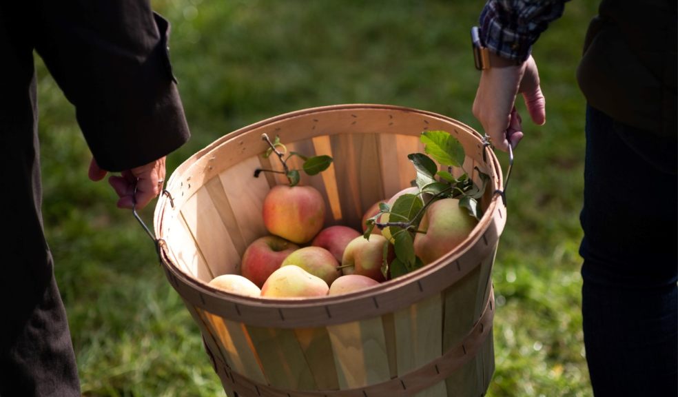 Apple Orchard