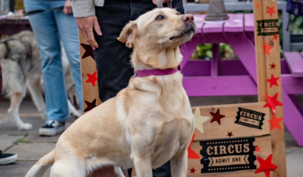 Dog at a dog show organised by Lucas Helps Dogs