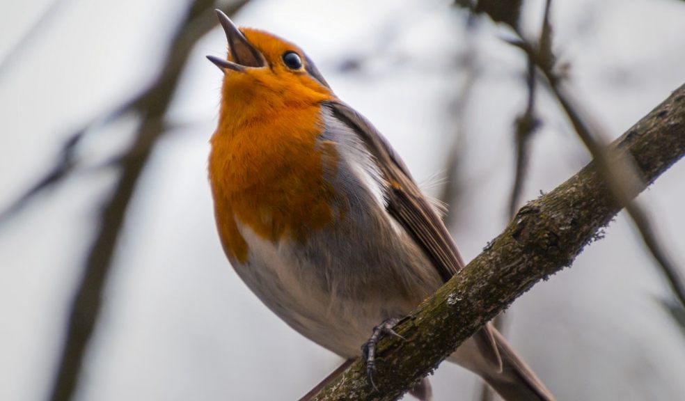 International Dawn Chorus day