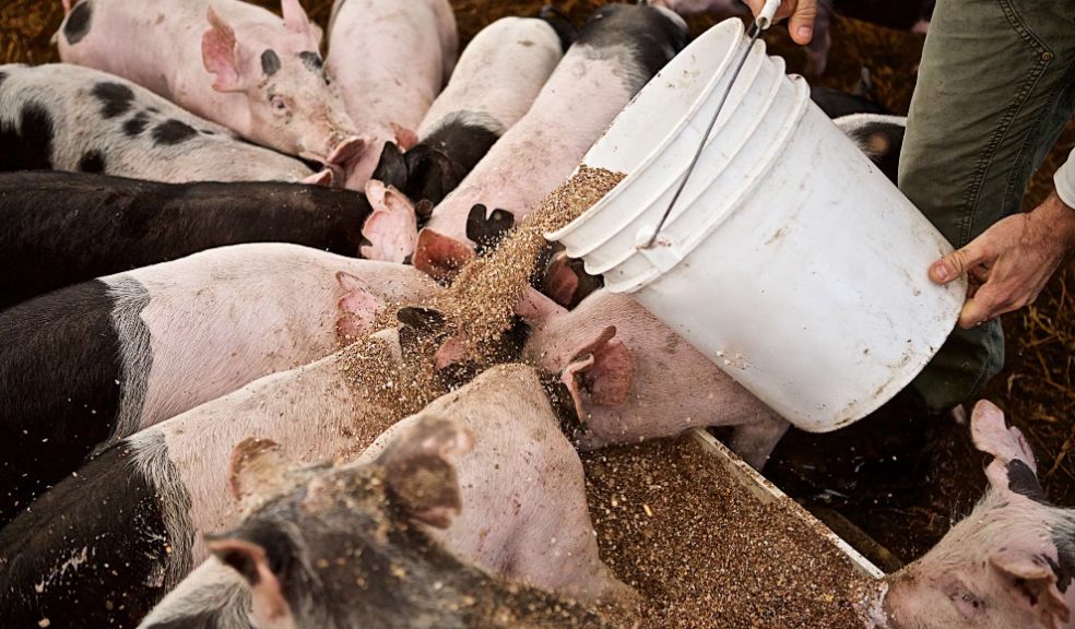 Pig feed