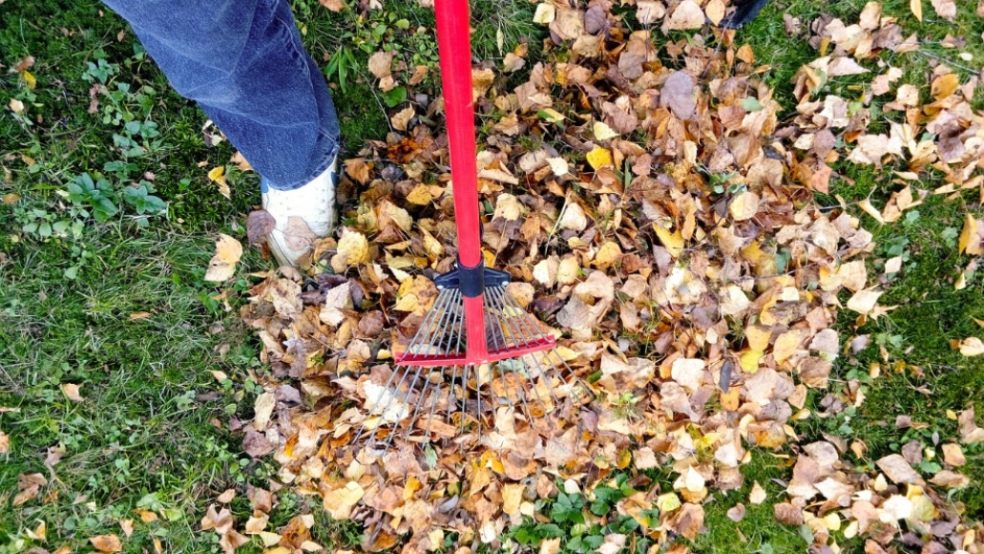 Clearing leaves from the lawn is an important job.