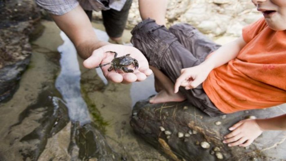 Check out crazy creatures on a Rockpool Ramble at Branscombe and Exmouth