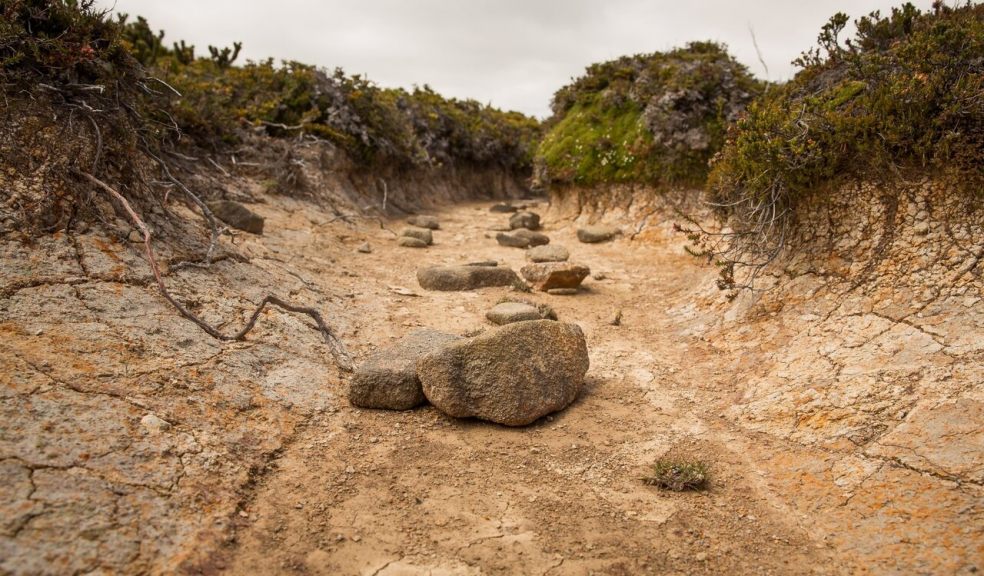 dry riverbed with rocks in the middle, lined by plants