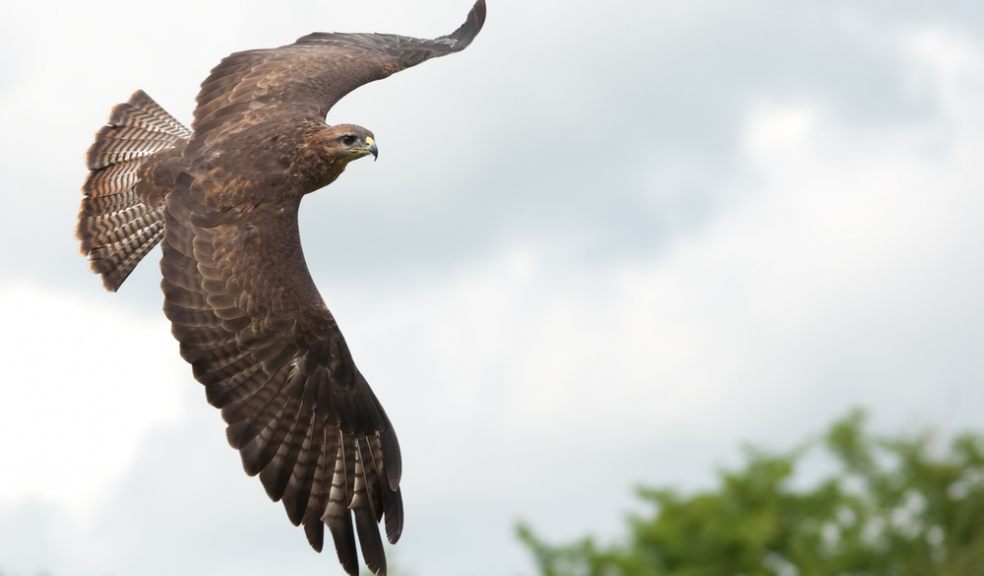 Common buzzard