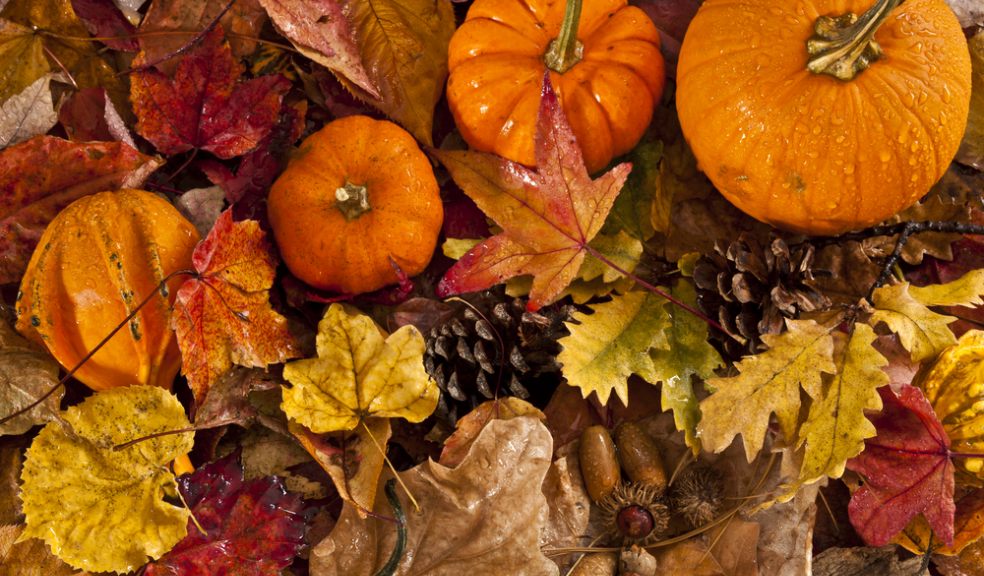 Autumn colours can be seen in these two London RHS shows