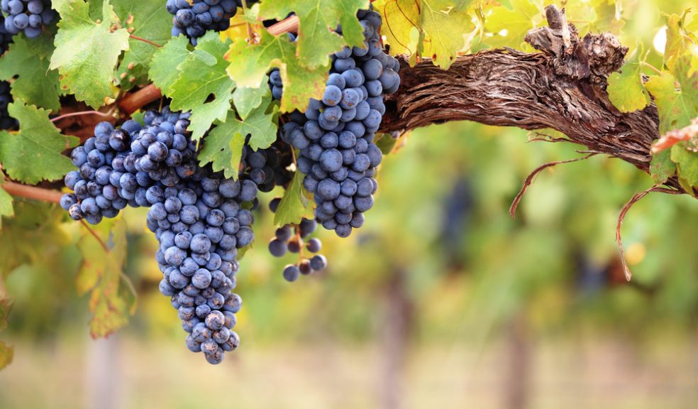 Mr Smith's wonderful adventures with wine