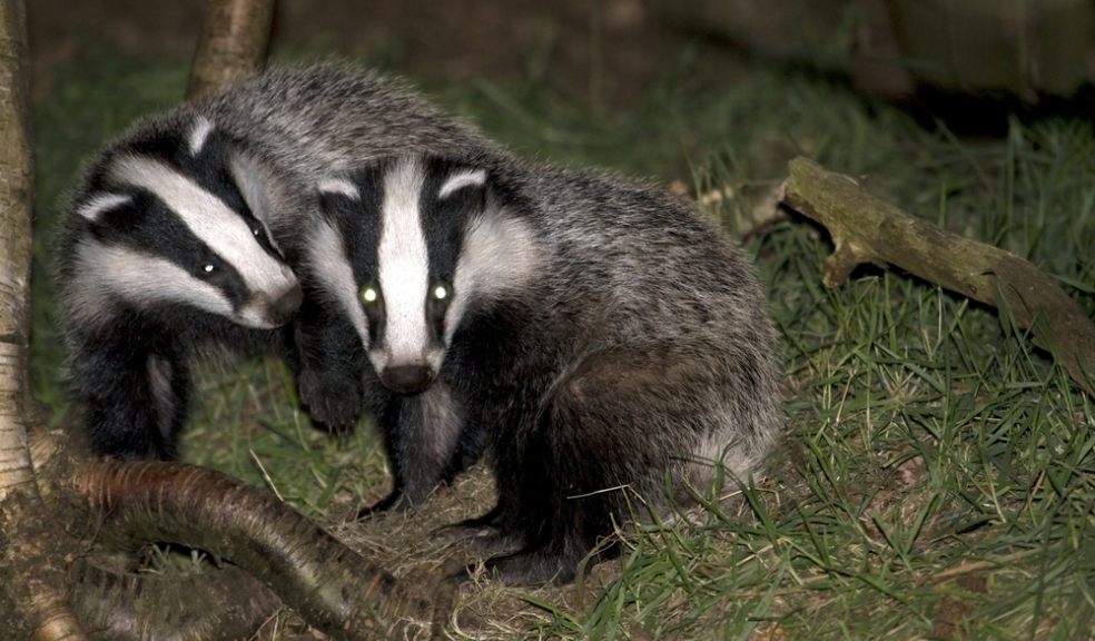 Infection connections: Badger surveillance project reveals how TB infects their social networks