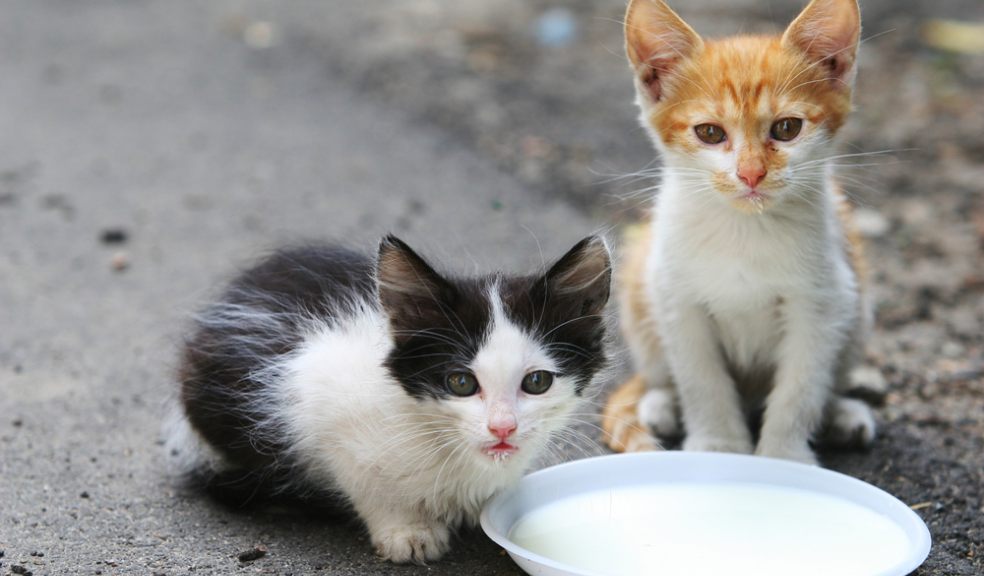 The RSPCA is seeing an increasing number of pets being left with inadequate care whilst owners go on holiday