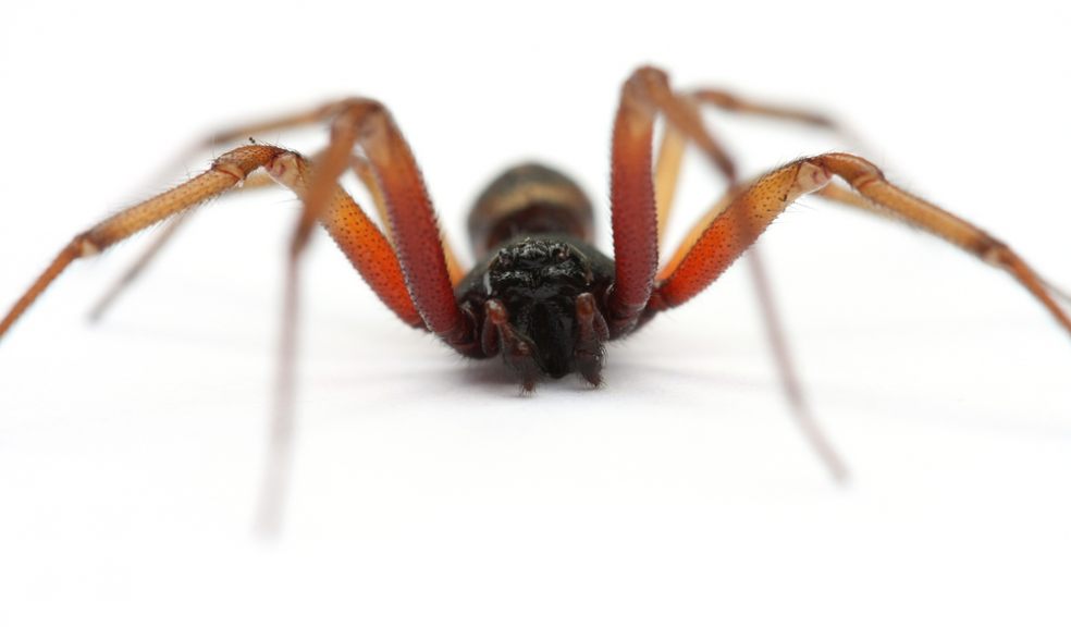 Noble false-widow (Steatoda nobilis)