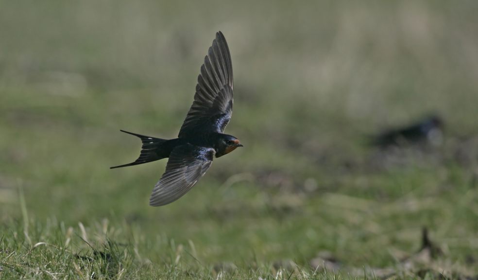 Swallow