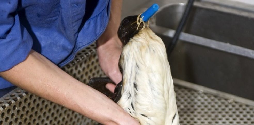 A guillemot being cleaned