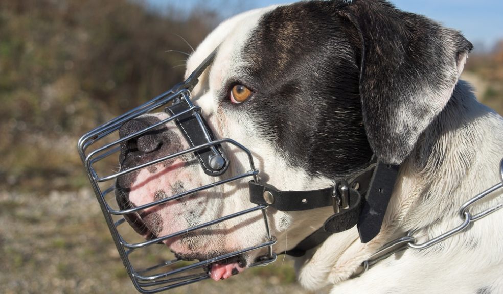 Any dog has the ability to bite; it's only certain factors that cause that dog to become aggressive
