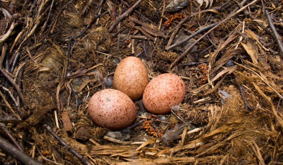 Kestrel eggs in a nest