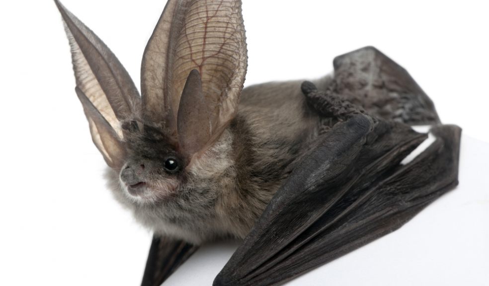Grey long-eared bat