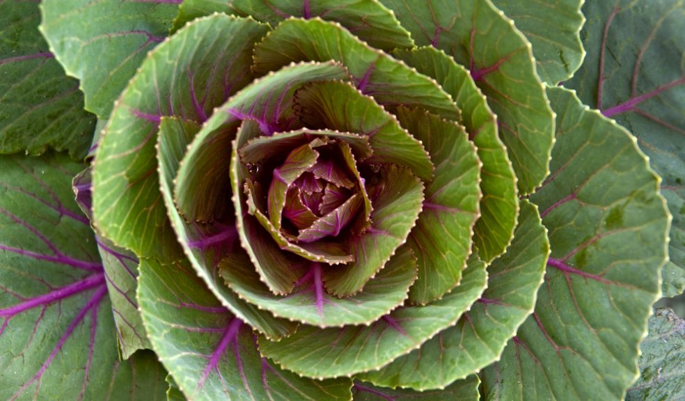Garden and Produce Show