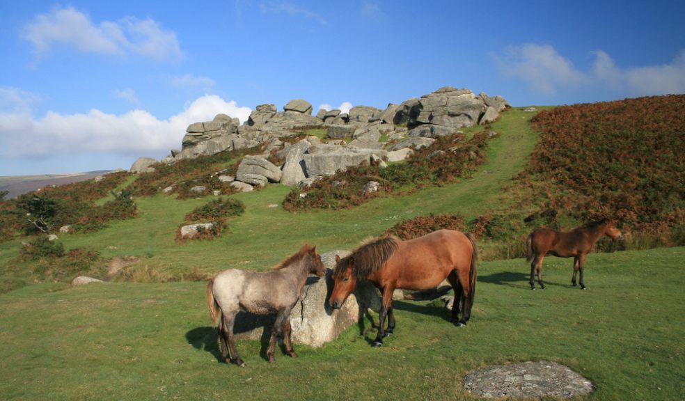 Police criticise "sensationalist" media reports as Dartmoor pony death attributed to "natural causes"