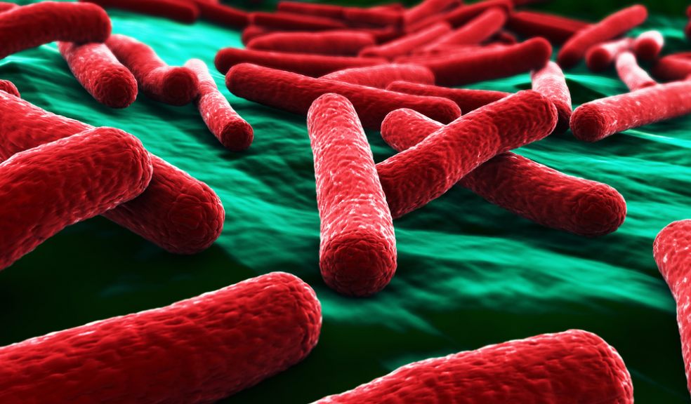 E. coli Bacteria close up