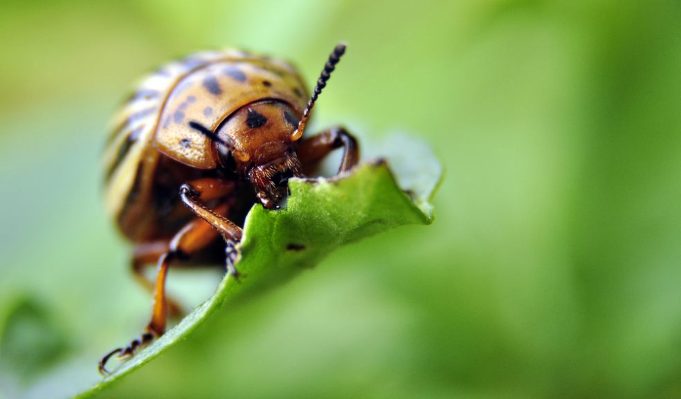 Spread of crop pests threatens global food security as Earth warms