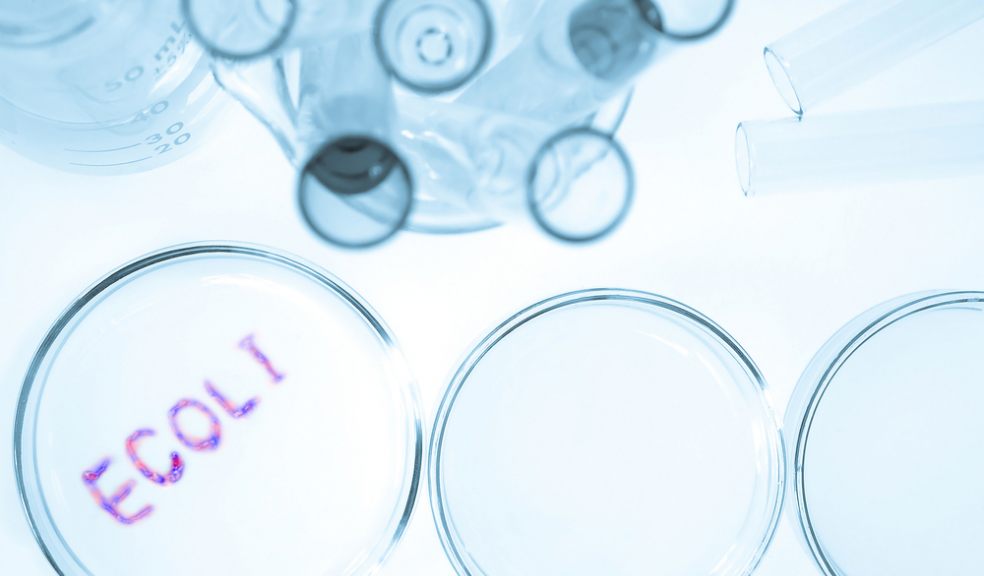Bacteria hold the clues to trade-offs in financial investments and evolution
