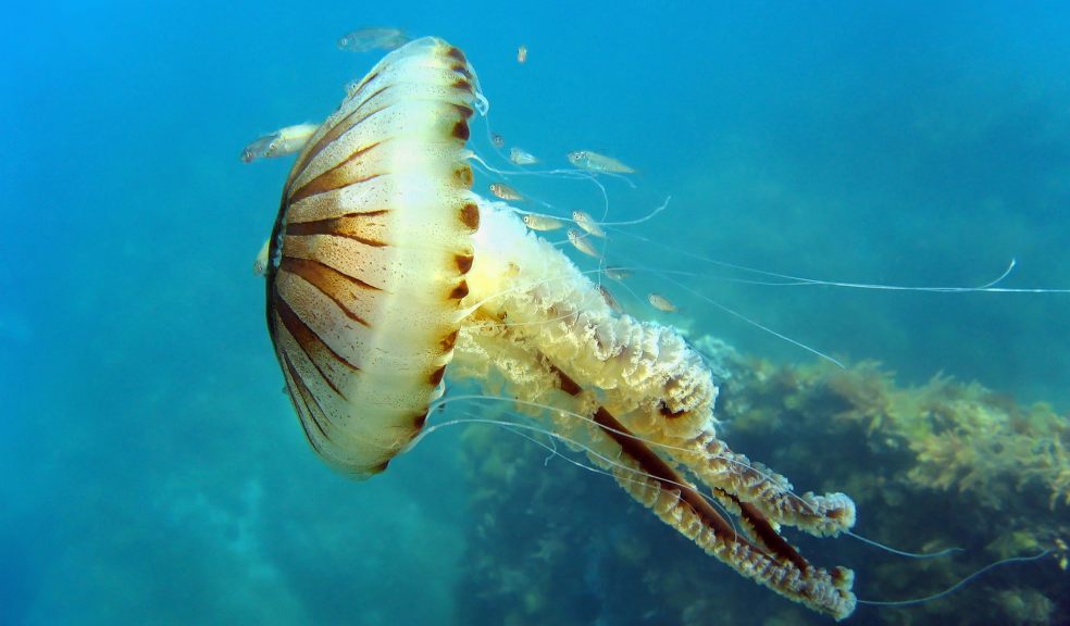 Moon jellyfish have been reported in large numbers around the UK