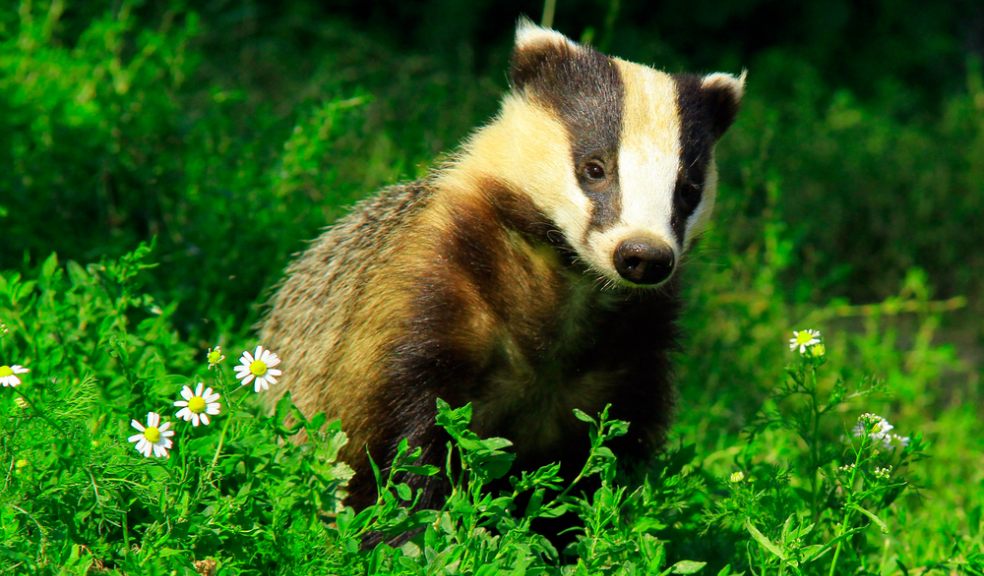 Petition against badger cull reaches 300,000 signatures