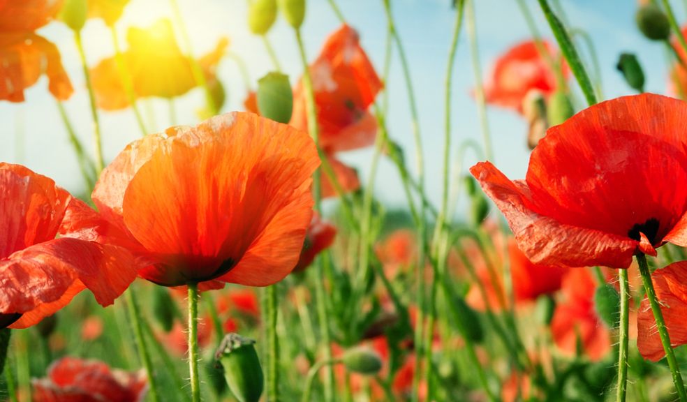 Sowing the seeds of remembrance - the Centenary Poppy Campaign is rolled out nationally