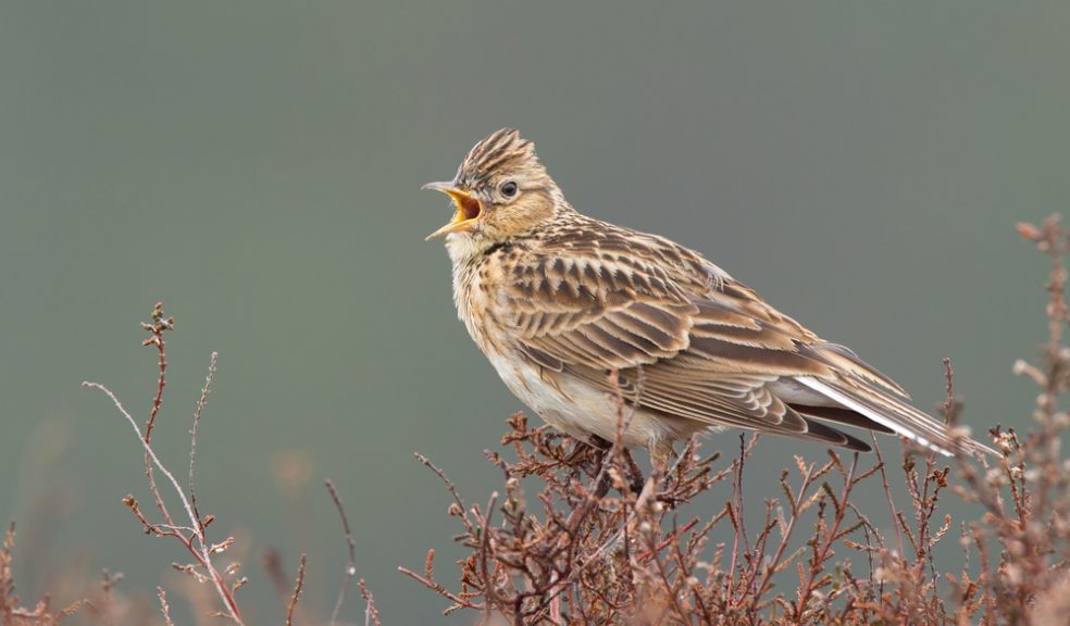 Skylark