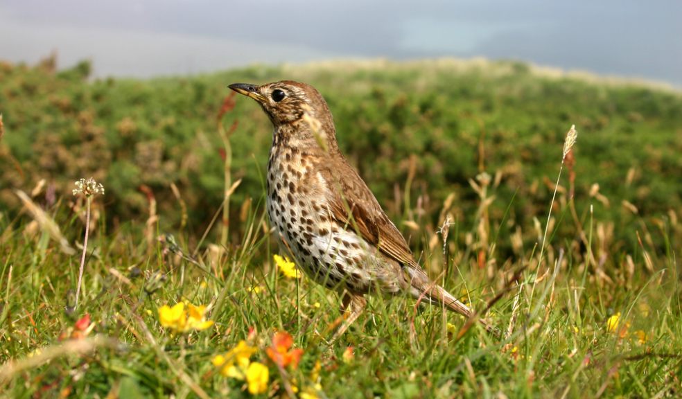 Song Thrush