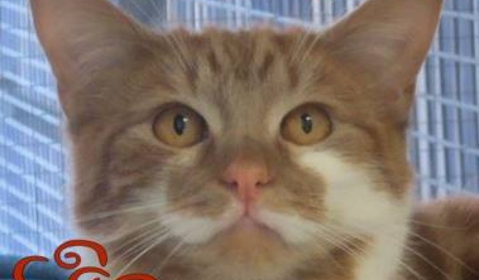 come visit stoat at the centre