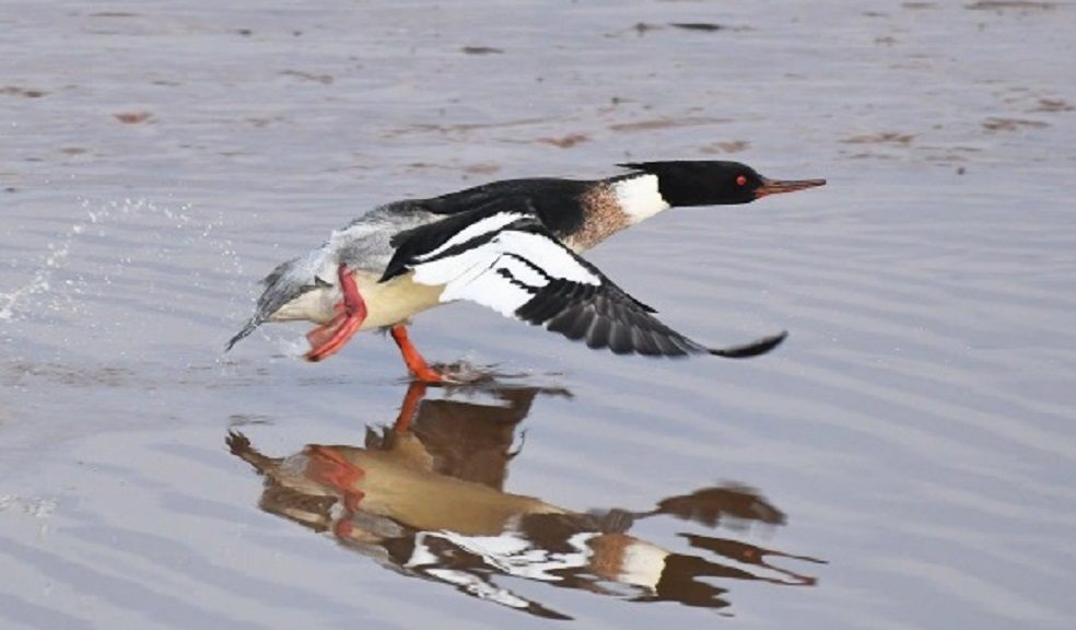 guided bird watching cruise