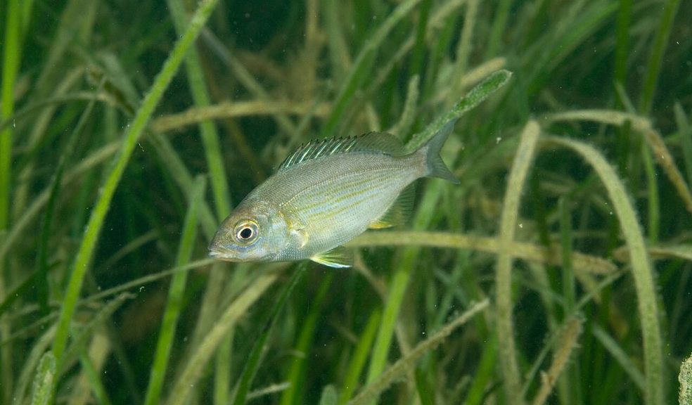 Black sea-bream juvenile. Image: Paul Naylor.
