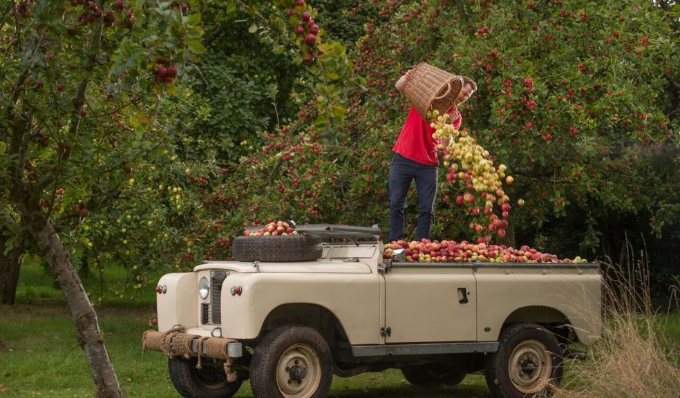 Andy Bramwell of the National Trust, with dog Toby, collecting a bumper apple crop in time for Killerton’s Cider and Apple Festival. Photo credit: Steven Haywood Photography