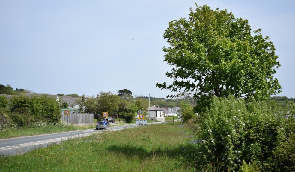 Road verges provide opportunity for wildflowers, bees and trees
