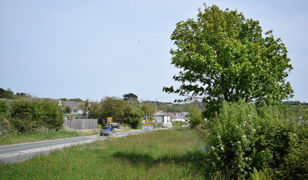 Photo: Ben Phillips Road verges provide opportunity for wildflowers, bees and trees