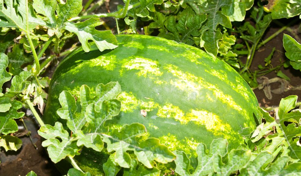 Water melon