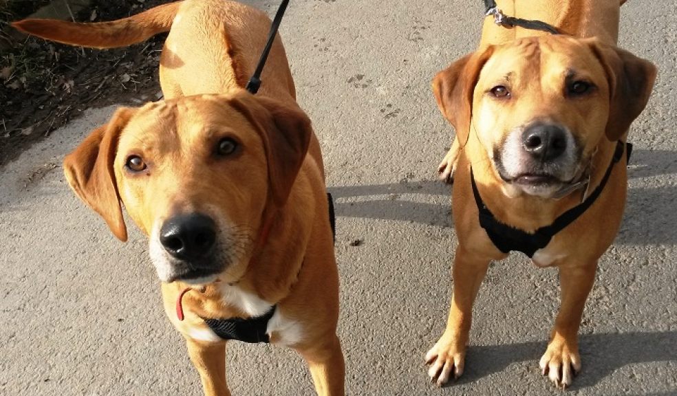 Molly & Ginger