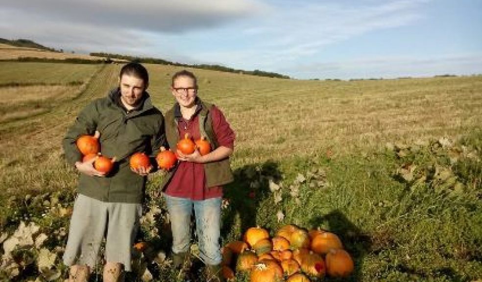 Apple and Pumpkin Day at West Town Farm on Sunday