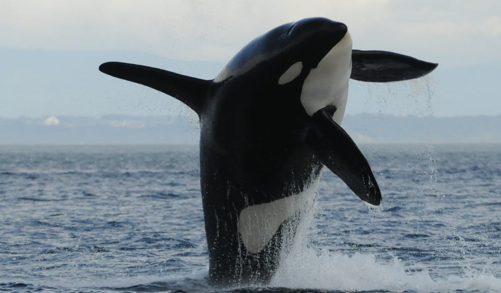 A resident killer whale breaches out of the water. Photo: Kenneth Balcomb, Center for Whale Research.