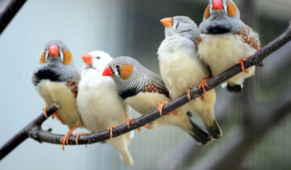 Zebra finches