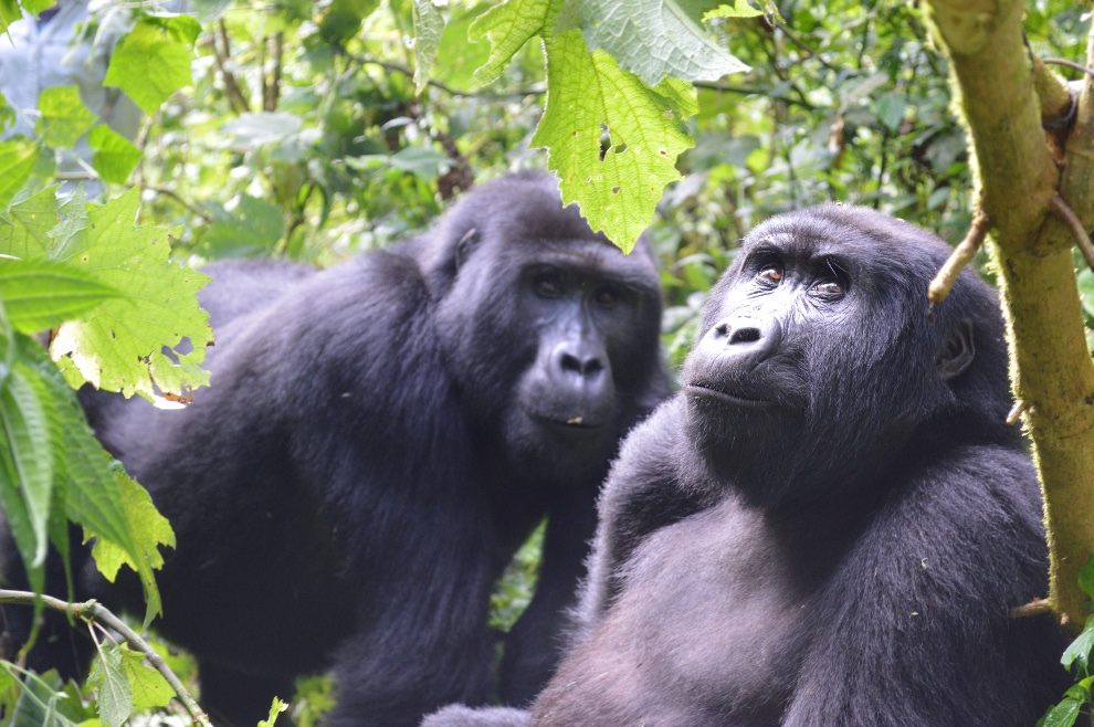 Bwindi Impenetrable National Park 