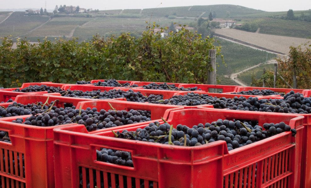 Nebbiolo grapes harvested Barolo wine