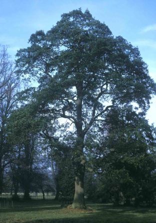 Lucombe Oak, courtesy of Forestry Commission 