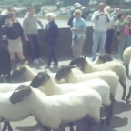 Sheep Drive in 2012 Sheep Drive in 2012