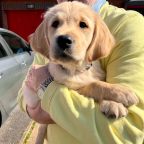 A yellow puppy is being held in the arms of their volunteer puppy raiser.