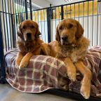 Two trainee guide dogs in Exeter Two guide dogs in training lie on a dog bed together.