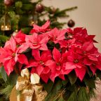 Christmas plants will freshen up your living space.