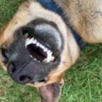 Dog laying upside down on the grass