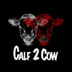 Calf 2 Cow