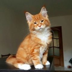 Elfrieda