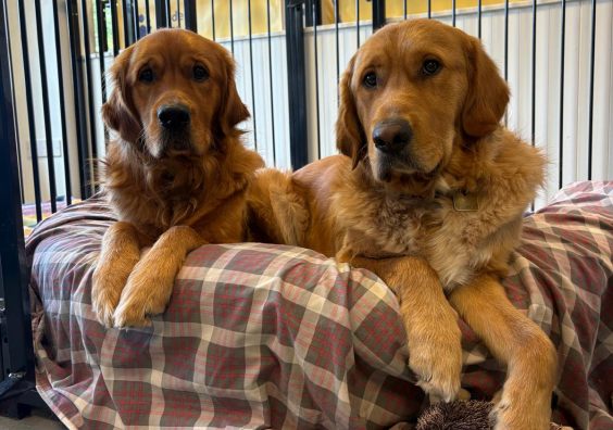 Two trainee guide dogs in Exeter Two guide dogs in training lie on a dog bed together.